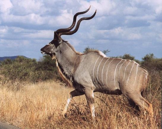 2000 Kudu - 