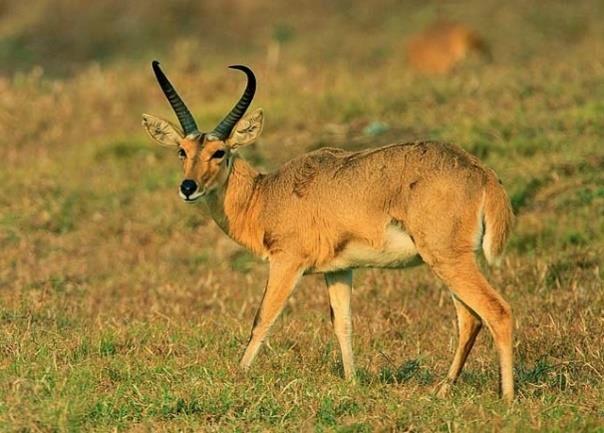 Reedbuck