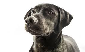 A kutya osztenzív-referenciális jelzésekre való érzékenységének vizsgálata Korai és