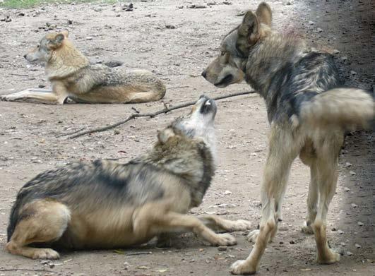 ) Farkas-farkas interakció: ugyanabból a