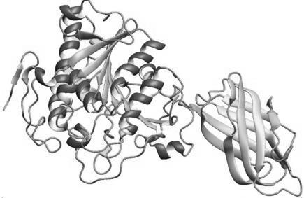 A B C D E F (A képen látható enzim észteráz aktivitással rendelkezik.) D E (2 pont) 6.