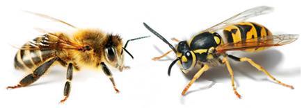 ... SZŐRÖS TEST, SZŐRÖS LÁB, TOMPÁBB FÉNYŰ TEST, AZ ÖSSZETETT SZEM FORMÁJA (Bármelyik kettő említése.) A méhek és a darazsak is képesek védekezni, vagy támadni. 2.