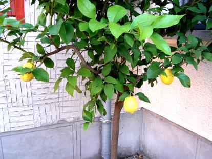 A növény valószínűleg "észhez térhetett", mert gyümölcsöket már nem termett. Gémes Erzsébet citromfájának cserepében pedig egy ibolya kezdett virágozni.