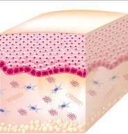Collagen Kisimítja a felszín körvonalait Mély rétegben tónusossá teszi a bőrt Elastin A BŐR VISSZANYERI TÓNUSOSSÁGÁT Aktív
