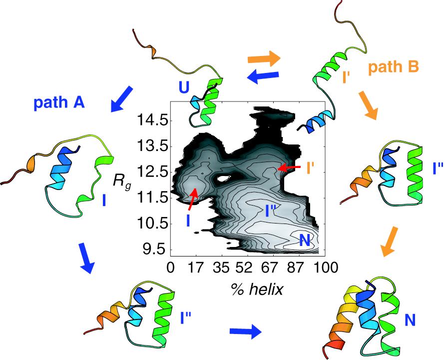 Egy kis fehérje gombolyodása több párhuzamos úton A natív szerkezet hatása a gombolyodás kinetikájára hélix kialakulás és kollapszus