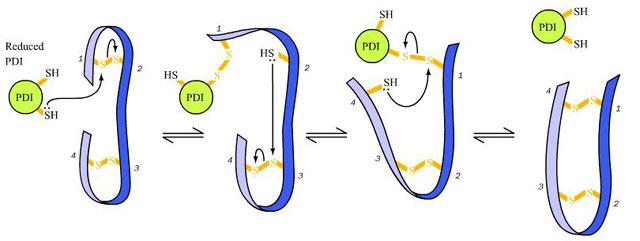 A fehérje diszulfid izomeráz működése humán protein diszulfid izomeráz szerkezete A fehérje sorsa az eukarióta sejtben citoszol...fehérje szintézis, gombolyodás extracelluláris tér.