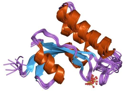 gyorsítja a kezdeti gyors gombolyodási lépéseket - lassítja a natív szerkezet kialakulásának végső lépéseit. PPIase (peptidyl-prolyl isomerase) katalizálja az izomerizációt.