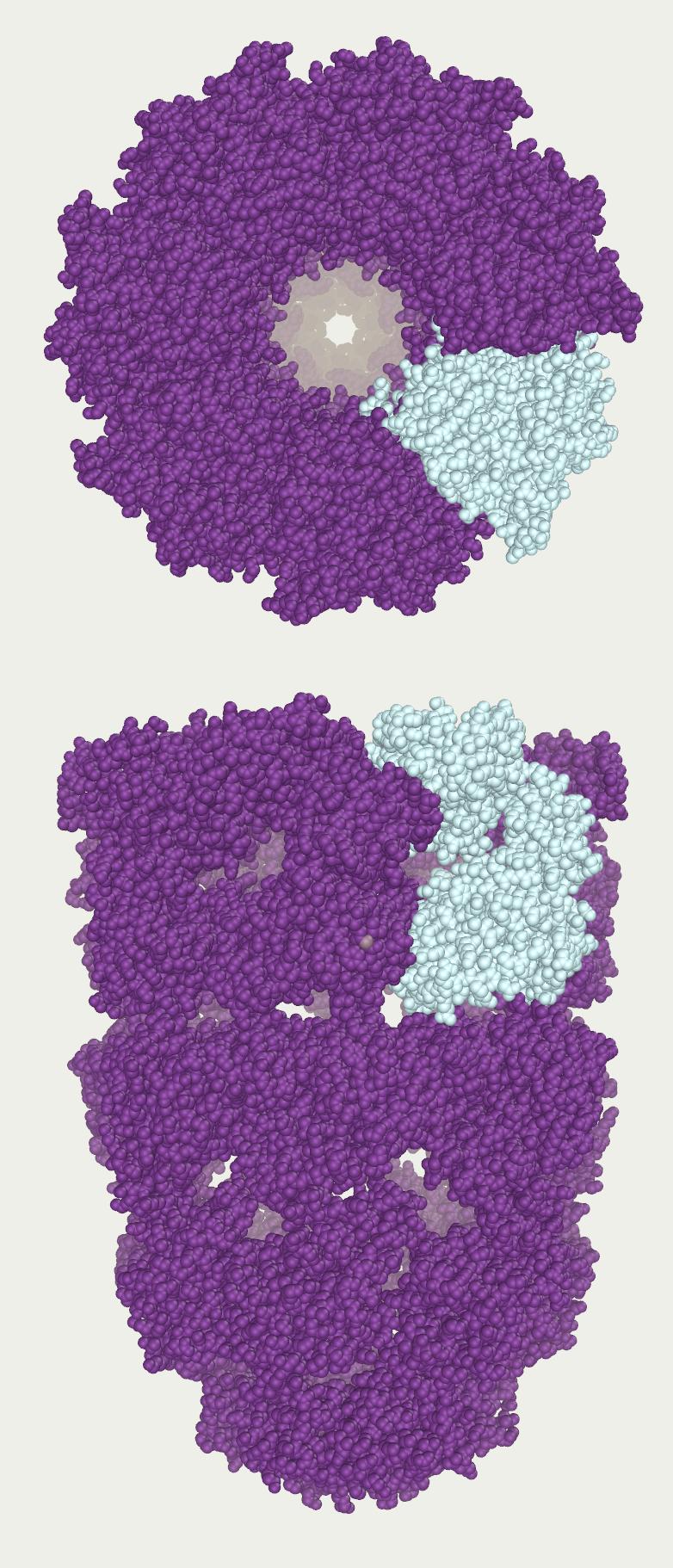 2/15/17 GroEL/ES chaperon szerkezete és működési ciklusa A fehérje diszulfid izomeráz működése humán protein