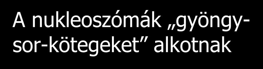 A nukleoszómák gyöngysor-kötegeket