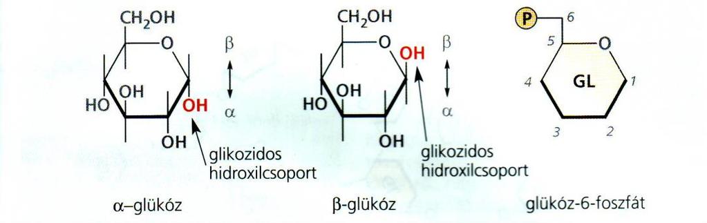 A citoplazma legfontosabb biokémiai folyamata a