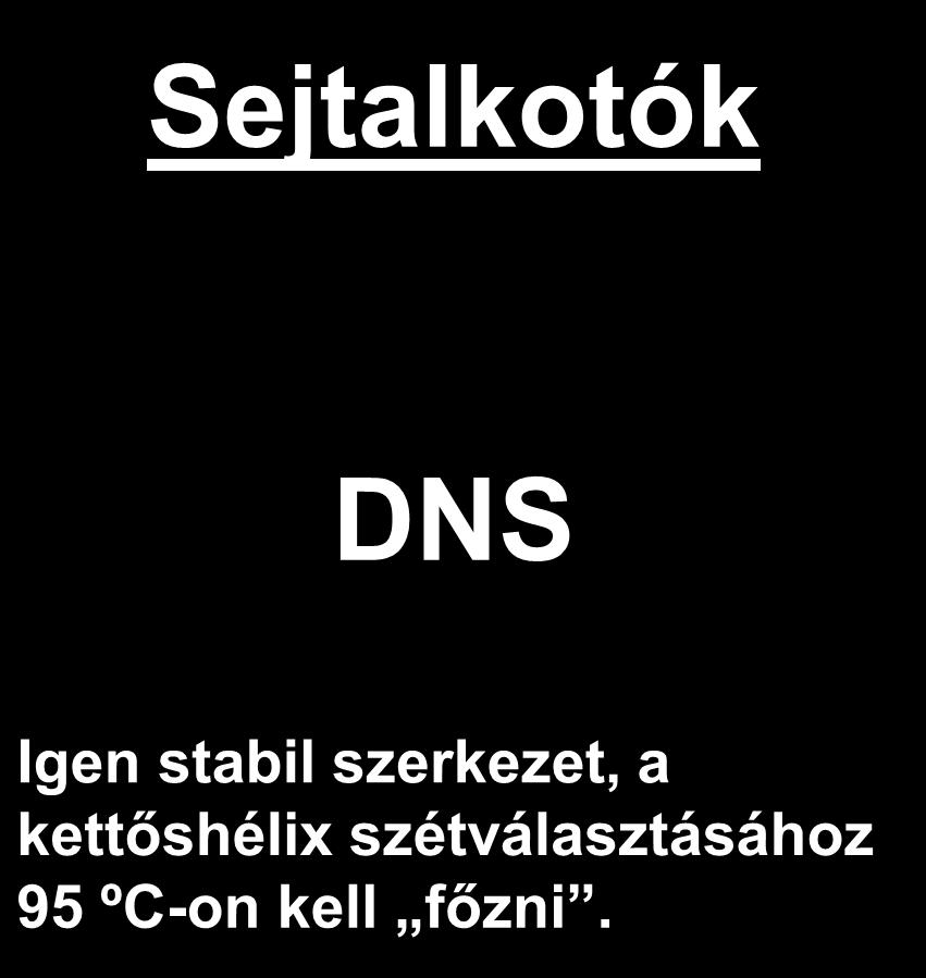 DNS Igen stabil szerkezet, a kettőshélix szétválasztásához 95 ºC-on