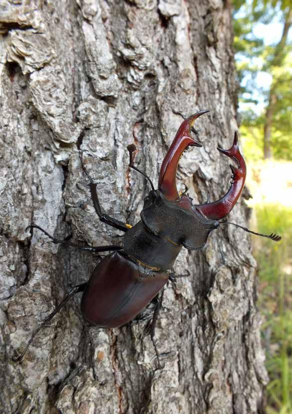 Nagy szarvasbogár Lucanus cervus (Linnaeus, 1758) A monitorozás célja A nagy szarvasbogár országos elterjedésének pontosítása a jelenlét/hiány kimutatásával, kiválasztott élőhelyeken az