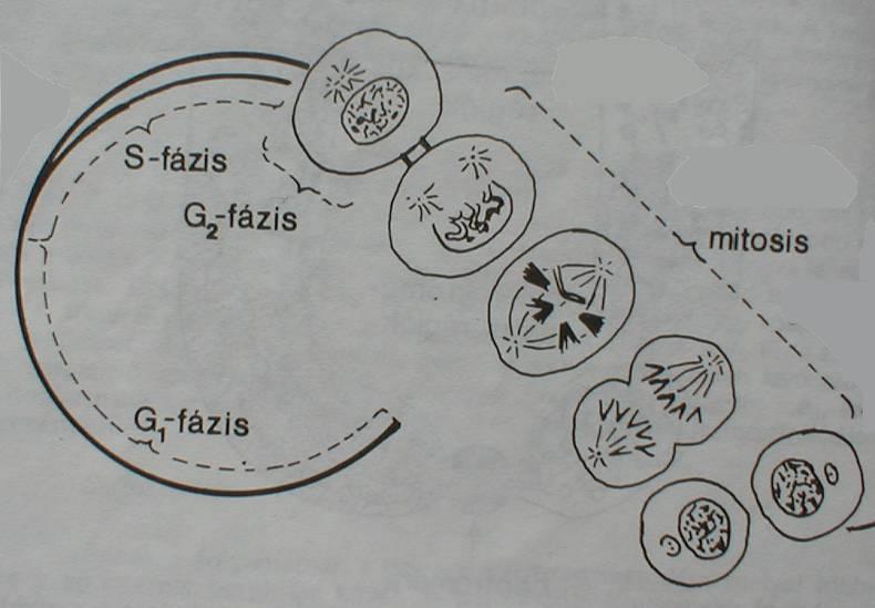 Sejtciklus és sejtosztódás A mitózis szakaszai: