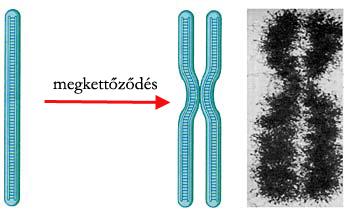 A DNS-állomány megkettőződése után az utódmolekulák kettős hélixei nem válnak el egymástól, hanem az ún. befűződési pontban együtt maradnak.