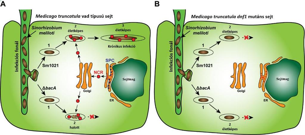 Irodalmi áttekintés differenciációja elmarad, mivel a ciszteinben gazdag peptidek az endoplazmatikus retikulumban rekednek (8. ábra B.) (Van de Velde, Zehirov és mtsai. 2010; Wang, Griffitts és mtsai.