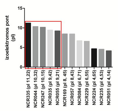 Eredmények és megvitatásuk A) B) 15. ábra A kationos NCR peptidek antimikrobiális hatása a S.