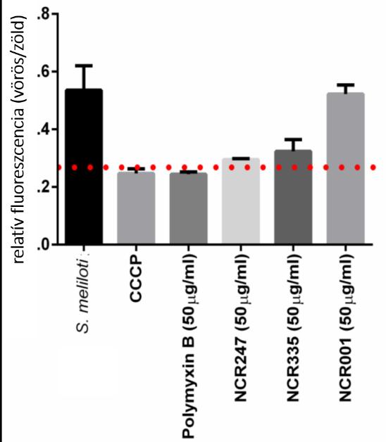 Eredmények és megvitatásuk 21. ábra Az NCR peptidek hatása a membrán potenciálra. A peptideket illetve a Polymyxin B-t 50 µg/ml koncentrációban alkalmaztuk 30 percen keresztül.