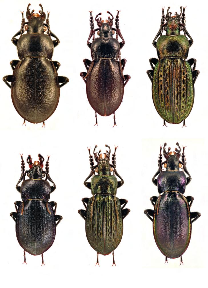 A Turjánvidék Natura 2000 terület déli részének bogárfaunája (Coleoptera) 519 1 2 3 4 5 6 1 6. ábrák. Futrinkák a Turjánvidék déli részéről.