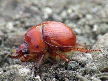 520 Merkl Ottó és Szénási Valentin Cerambyx cerdo Linnaeus, 1758 (cincérfélék Cerambycidae) nagy hőscincér (9.