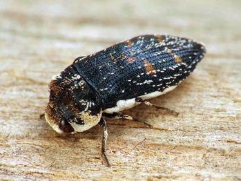 A Turjánvidék Natura 2000 terület déli részének bogárfaunája (Coleoptera) 525 tolnai homokvidéken fordul elő. Lárvái a homoki gyepeken növő különféle cserjék ágaiban fejlődnek.