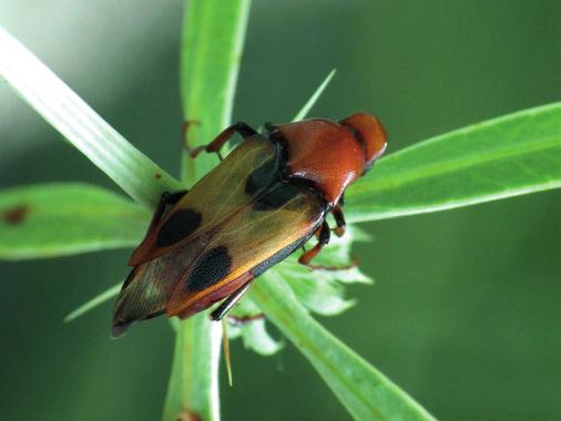 A Turjánvidék Natura 2000 terület déli részének