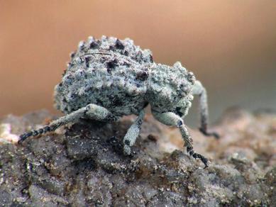 A Turjánvidék Natura 2000 terület déli részének bogárfaunája (Coleoptera) 531 24. ábra.