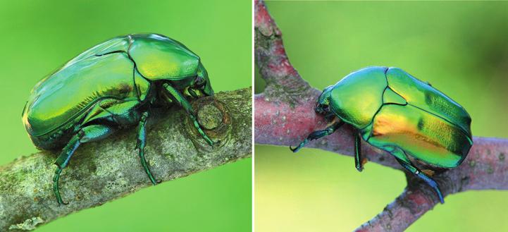 A Turjánvidék Natura 2000 terület déli részének bogárfaunája (Coleoptera) 535 27 28 27 28. ábrák. Lombkoronában élő virágbogarak a Turjánvidék déli részéről.