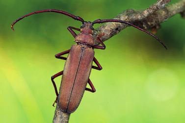 A Turjánvidék Natura 2000 terület déli részének bogárfaunája (Coleoptera) 537 29. ábra.