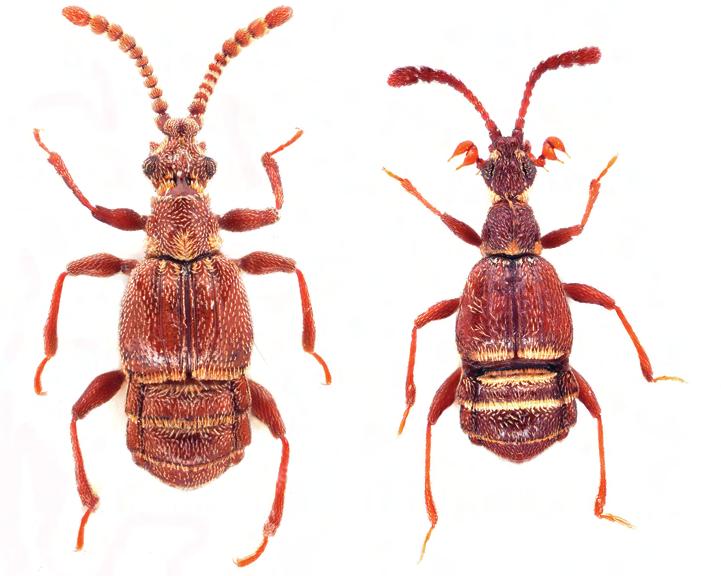 A Turjánvidék Natura 2000 terület déli részének bogárfaunája (Coleoptera) 539 Mongóliáig) fordul elő (Secq és Secq 1995, Lackner 2010).