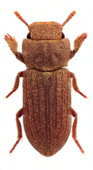 A Turjánvidék Natura 2000 terület déli részének bogárfaunája (Coleoptera) 541 Cnemeplatia atropos Costa, 1847 (gyászbogárfélék Tenebrionidae) törpegyászbogár (34.