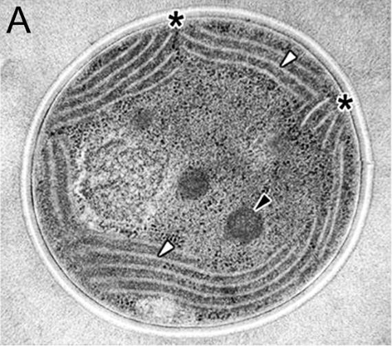 A sejtfal belső oldalán található CM lipidösszetétele hasonlít a tilakoid membránrendszeréhez, mely főként glikolipidekből és fehérjékből épül fel, ellenben nem hasonlít a baktériumok főként