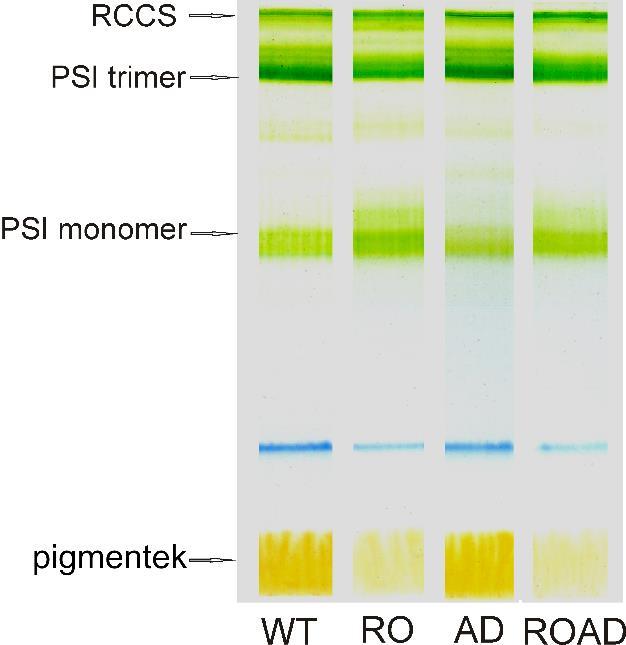 A WT-hoz képest a Myx, a Zea, az Ech és a β-kar szintjeinek emelkedését figyeltük meg az a 25 C-on nevelt AD sejtekben.