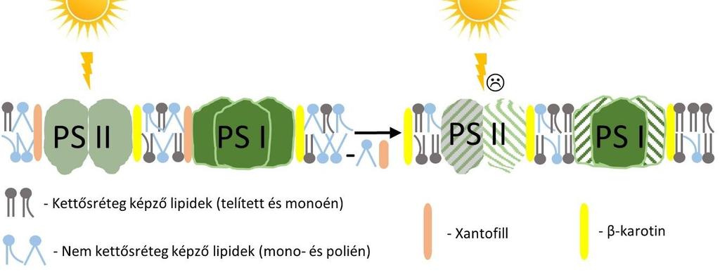 ajánlott módszerek a fotoszintetikus komplexekben végbemenő változások nyomon követése érdekében (Zakar et al., 2018).