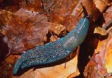 Család: Limacidae Tarajos házatlancsigák Bielzia coerulans Kék meztelencsiga Család: Limacidae Tarajos