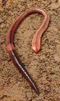 Földigiliszta Általában 30cm, néha hosszabb. Színezete barna vagy vörösesbarna. Eurázsiai elterjedésű.