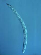 - búzafonálféreg Paralongidorus maximus - óriás tűfonalféreg Trichinella spiralis -