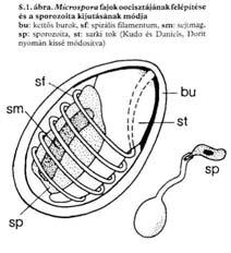 typographi Protista IV.