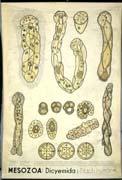 Törzs: Sejthalmazosok (Mesozoa) Bizonytalan rendszertan