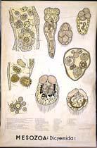 Álszövetes állatok (Parazoa) Szivacsok (Porifera)