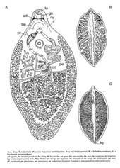 (Acanthocephala) Csillóshasúak (Gastrotricha) Nyílférgek (Chaetognatha) Gnathostomulida Micrognathozoa Cycliophora Puhatestűek (Mollusca) Fecskendőférgek (Sipuncula) vagy (Sipunculida) Ormányosférgek