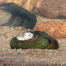 centiméter, szélessége 3-4,5 centiméter. A teknő mindkét végén csaknem egyformán lekerekített. A búb alig emelkedik ki, gyakran erősen lepusztult felületű.