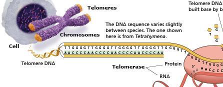 4. Telomeráz Yan M S et al.