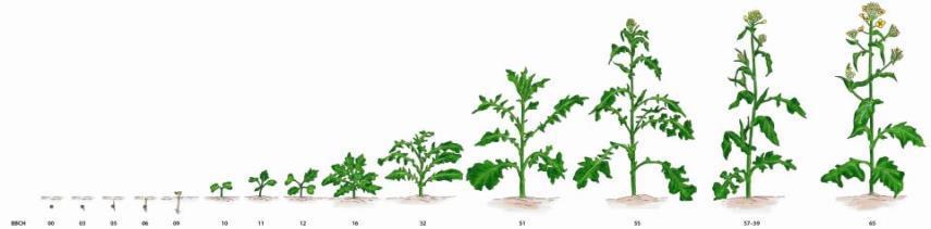 Őszi káposztarepce technológia Virágzás kezdete(bbch 40-59): Szárba indulás (BBCH 30-39): L.A.T SUPREMO L 101 B +Ca 2-3 l/ha L.A.T SUPREMO L 150 B 2-3 l/ha L.A.T SUPREMO L 275 N +S+Mg 15-20 l/ha L.A.T SUPREMO L 101 B +Ca 2-3 l/ha L.A.T SUPREMO L 150 B 2-3 l/ha L.A.T SUPREMO L 275 N +S+Mg 15-20 l/ha L.A.T SUPREMO L 958 S +Mg+N 5 l/ha Őszi kezelés (BBCH 12-18): L.