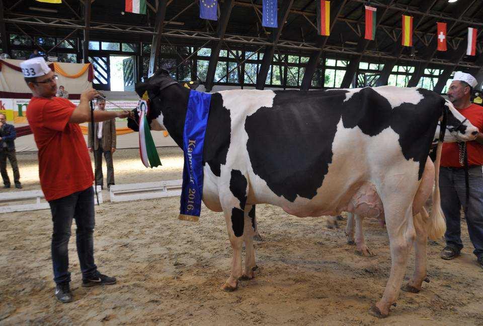 Bos-Frucht Agrárszövetkezet, Kazsok, 9252