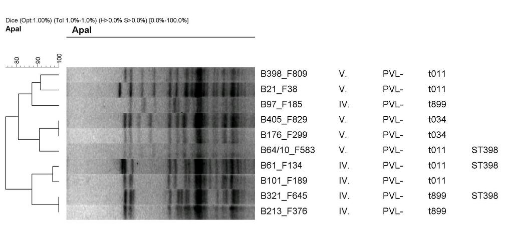 Az LA-MRSA törzsek (n=10) tipizálási