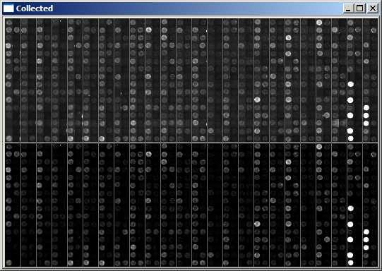 using these parameters, as they do not represent too much useful information with relation to the genotype or the error of the sample. They can be regarded as quasi random variables.