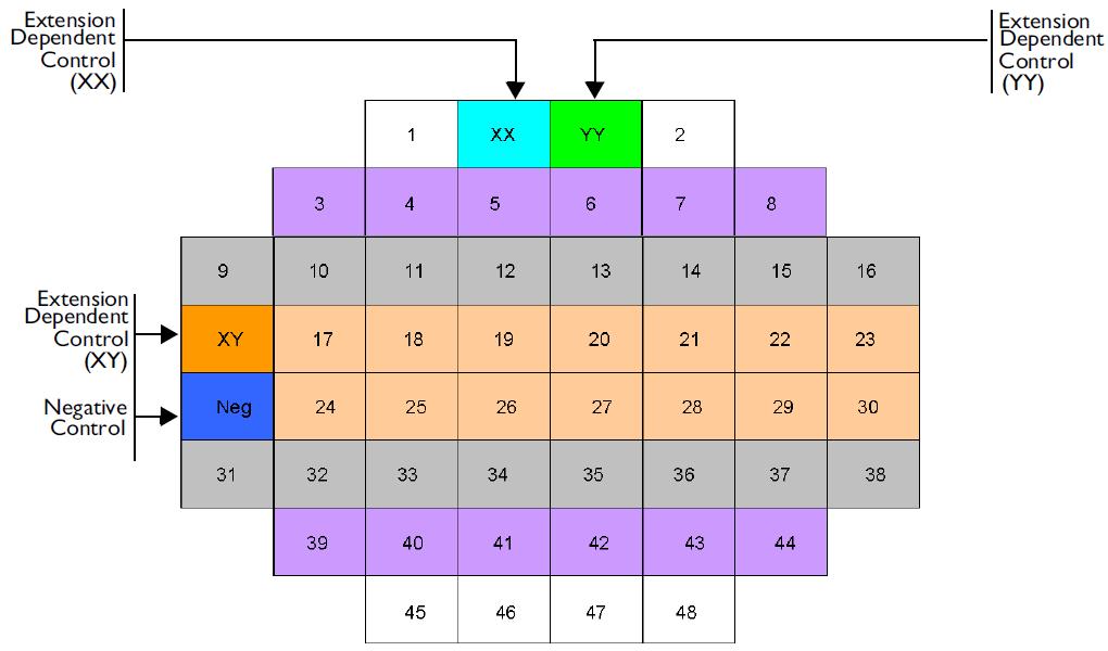 Two self-extending control oligonucleotides are included in each extension master mix and are extended with either