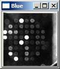 The array of capture oligonucleotides attached to the glass surface in each well of a 384-well plate includes three