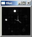 The XY control spot is a heterozygous control which has a mixture of two capture probes that allow hybridization of