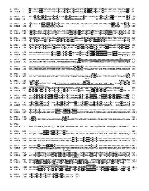 Az élesztő Rad5 human homológjainak azonosítása sa (human HLTF, SHPRH potenciális tumor szuppresszorok)